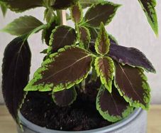 indoor plant in pot