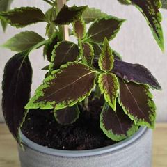 indoor plant in pot