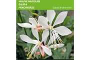 Buzzy Gaura 'Sparkle White' Seeds 15s | Sow in July