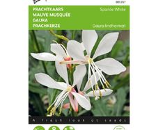 Buzzy Gaura 'Sparkle White' Seeds 15s | Sow in July