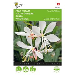 Buzzy Gaura 'Sparkle White' Seeds 15s | Sow in July
