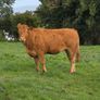 Springing heifers Image 10