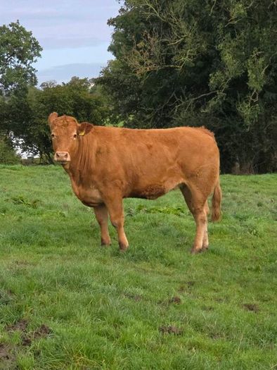 Springing heifers
