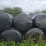 Silage bales Image 2