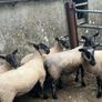Speckled hoggets Image 5