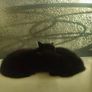 kittens Image 2