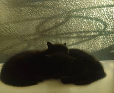 kittens