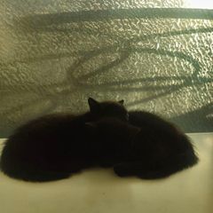 kittens