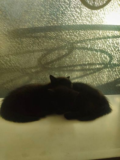 kittens