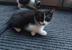 kitten