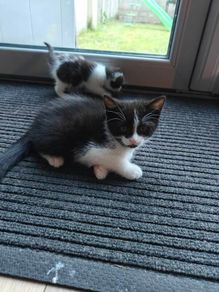 kitten
