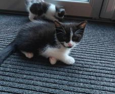 kitten