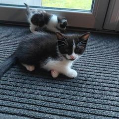 kitten