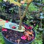Japanese Maple (Acer) Image 2