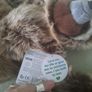 planet earth posh paws sloth Image 5