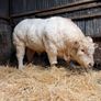 Charolais bull Image 2