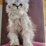 The World of Cats Image 5