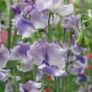(S) Sweet Pea Lilac Ripple seeds (601448) Image 2