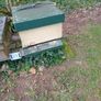 Honeybees on Commercial frames Cork Image 2