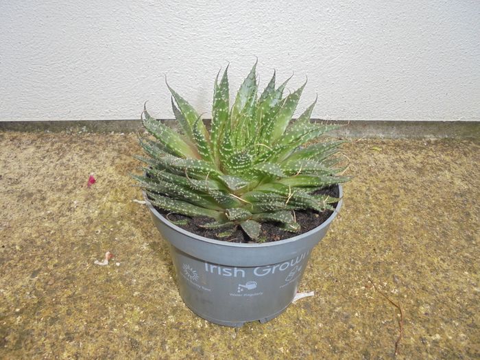 Large outdoor Succulent