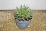 Large outdoor Succulent