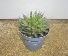 Large outdoor Succulent