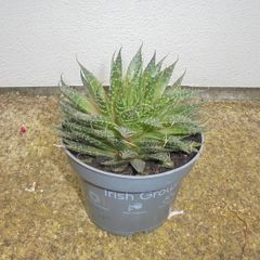 Large outdoor Succulent