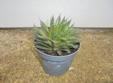 Large outdoor Succulent