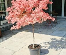 Rare Japanese Acer Shirazz