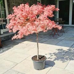 Rare Japanese Acer Shirazz