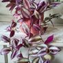 Trailing House Plants. Image 7