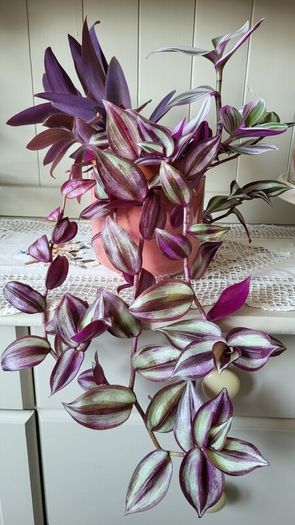 Trailing House Plants.