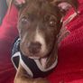 Puppy Vests Image 6