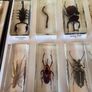 insects in resin Image 4