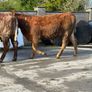 6 super Incalf heifers for tullamore Mart 20th Image 5
