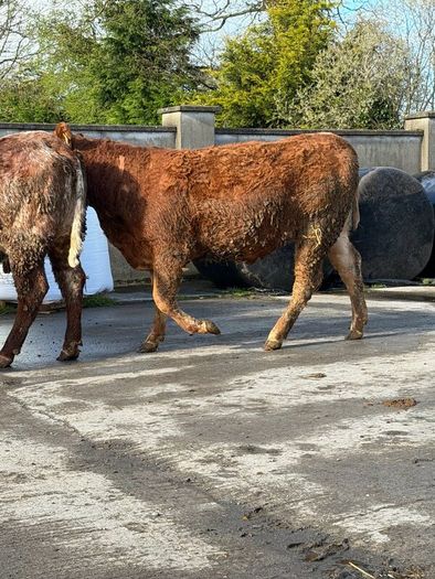 6 super Incalf heifers for tullamore Mart 20th
