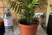 plant parlor palm with spider plant