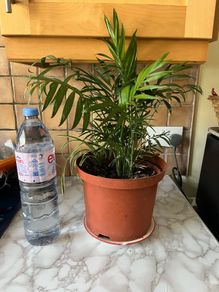 plant parlor palm with spider plant