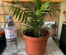 plant parlor palm with spider plant