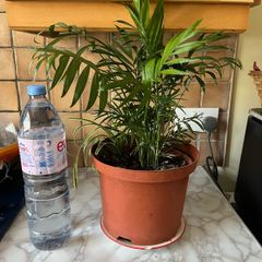 plant parlor palm with spider plant