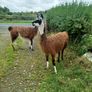 Llama Image 4