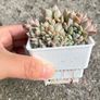 plant Image 2