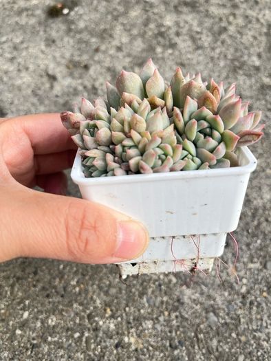 plant