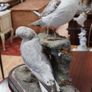 Pair of Vintage Taxidermy Gulls Image 3