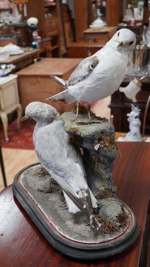 Pair of Vintage Taxidermy Gulls