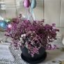 House plant. Image 8