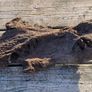 bog oak Image 8