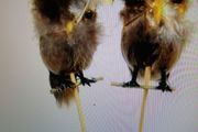 artifical  owls 6 pack