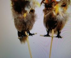 artifical  owls 6 pack