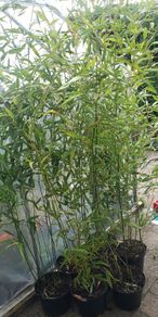 Bamboo Bissetii